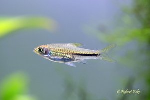 Rasbora paucisqualis