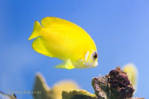 Lemonpeel Angelfish