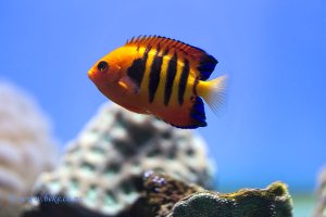 Flame angelfish