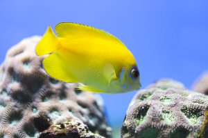 Lemonpeel Angelfish