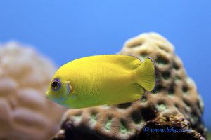 Lemonpeel Angelfish