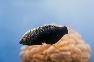 Black Leopard Wrasse