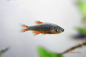 Danio margaritatus