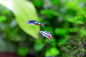 Green neon tetra vs Neon tetra