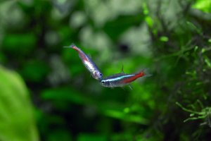 Green neon tetra vs Neon tetra