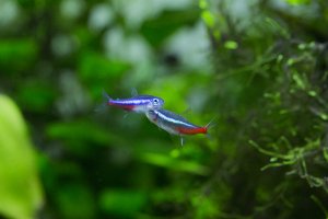 Green neon tetra vs Neon tetra