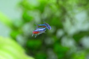 Green neon tetra vs Neon tetra