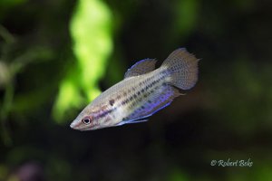 Trichopsis vittata