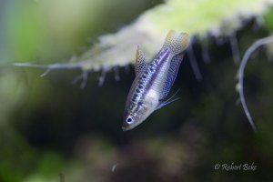 Trichopsis pumila