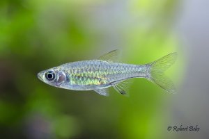 Rasbora bankanensis