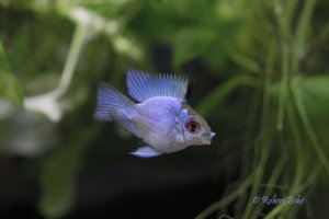 Mikrogeophagus ramirezirezi