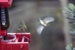 Waxeye