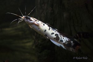 Clarias macrocephalus