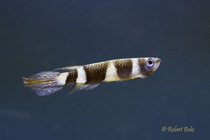 Epiplatys annulatus