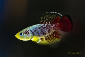 Nothobranchius guentheri