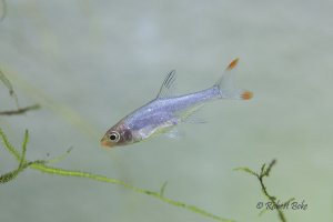 Sawbwa resplendens