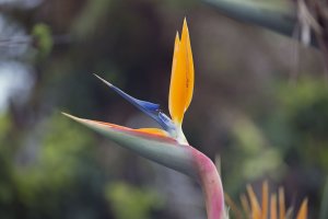 Strelitzia reginae