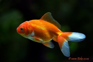 Carassius auratus