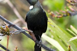 Tui