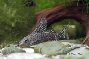 Synodontis eupterus