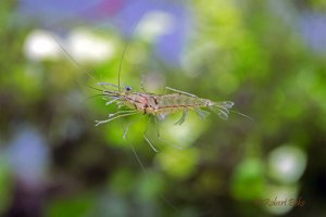 Glass shrimps