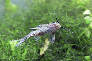 Synodontis eupterus