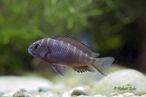 Tropheus moorii - Firefox