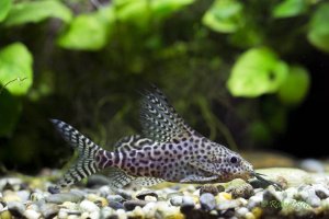 Synodontis eupterus