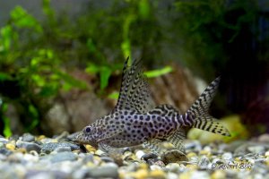 Synodontis eupterus