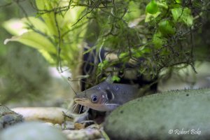 Horabagrus brachysoma