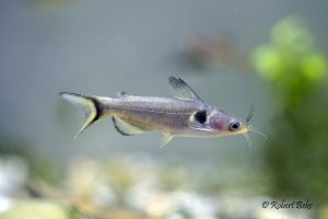 Horabagrus brachysoma