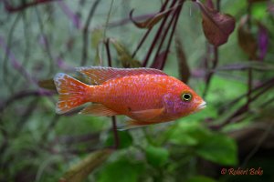 Aulonocara sp. Dragon Blood Peacock