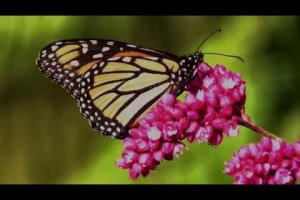 Monarch butterfly