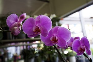 Orchid