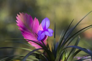 Bromeliad