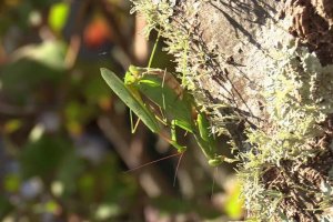 Praying Mantis - The Lucky One