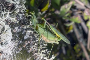 Praying mantis