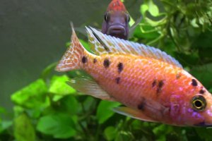 Aulonocara sp. - Peacock cichlid