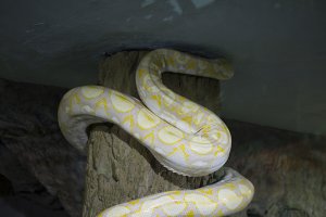 Piton reticulata albino