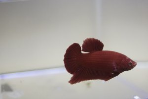 Betta splendens