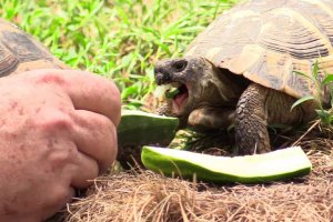 Hermann's tortoise