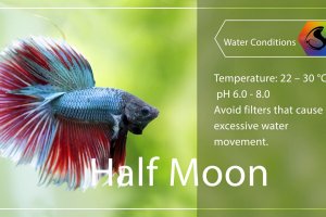 Mini fish profile - Betta splendens