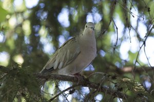 Gugutka - Streptopelia decaocto