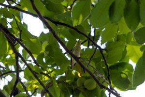 Šumski zviždak - Phylloscopus sibilatrix