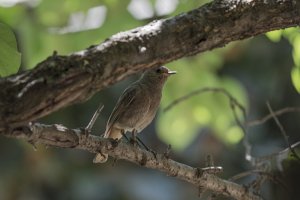 Crna crvenrepka - Phoenicurus ochruros