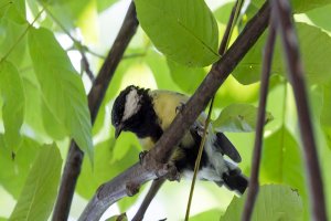 Parus major - Velika senica