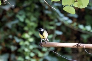 Parus major - Velika senica