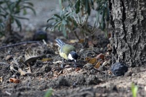 Parus major - Velika senica