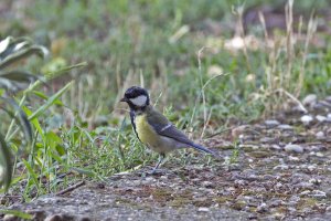 Parus major - Velika senica