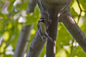 Parus major - Velika senica